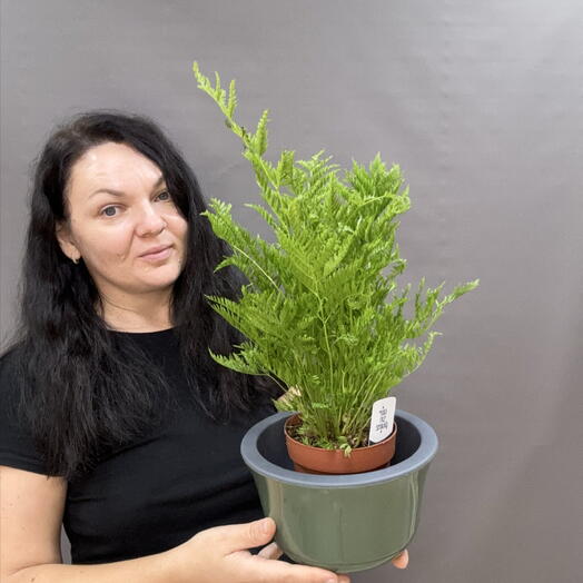 Птерис Страминея (Pteris straminea) — изящный комнатный папоротник с воздушной, ажурной кроной