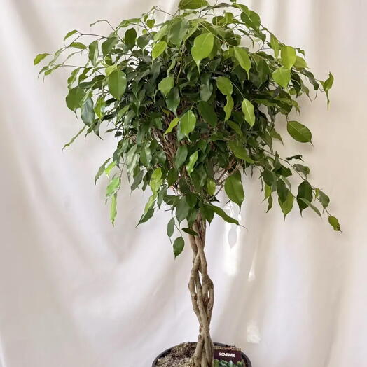 ЭДЕМ botanical studio