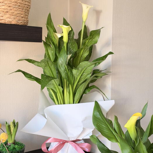 Calla lilies in a pot