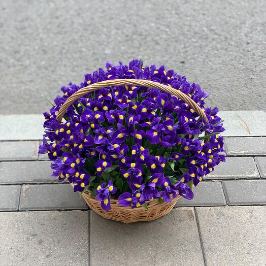 101 Irises in the Basket