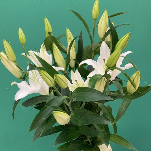 White lilies