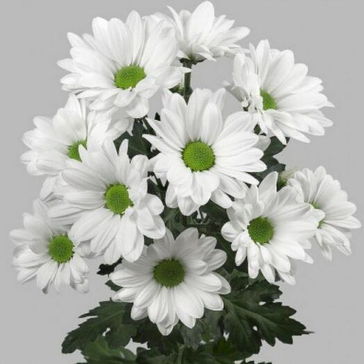 Хризантема кустовая «Бакарди»