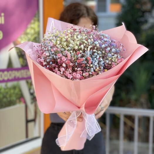 Gypsophila arcoíris