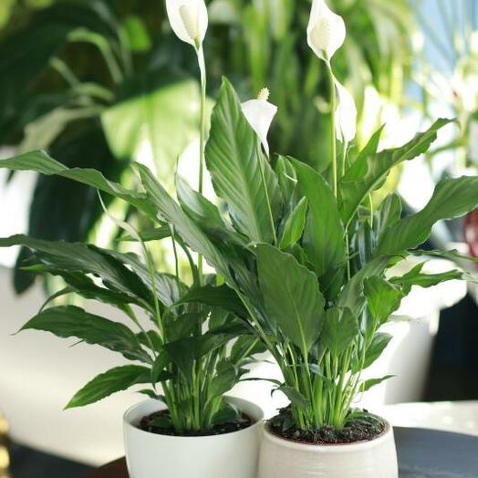 Peace lily