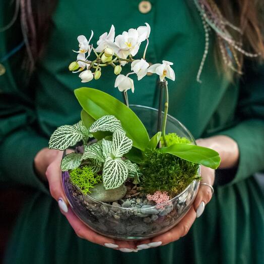 Orchidarium in the hemisphere M - 086
