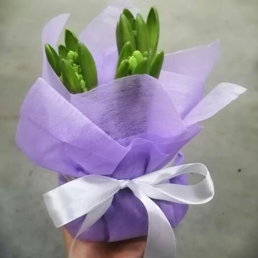 3 гиацинта в фиолетовом фетре в горшке