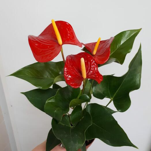 Anthurium