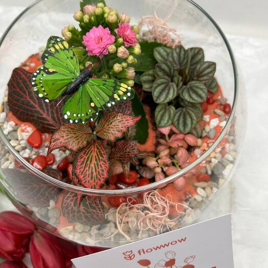 Florarium con Kalanchoe
