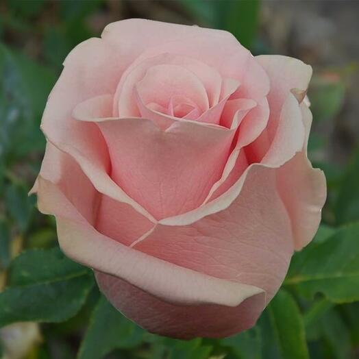 Rose Titanic Ecuador