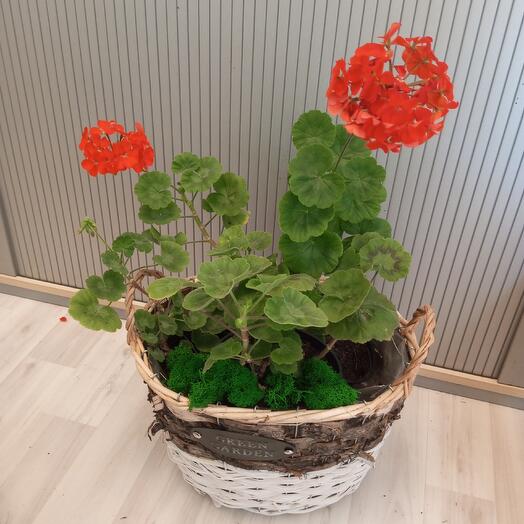 Mezcla de geranio Pelargonium en una canasta de Green Garden White (Brown)