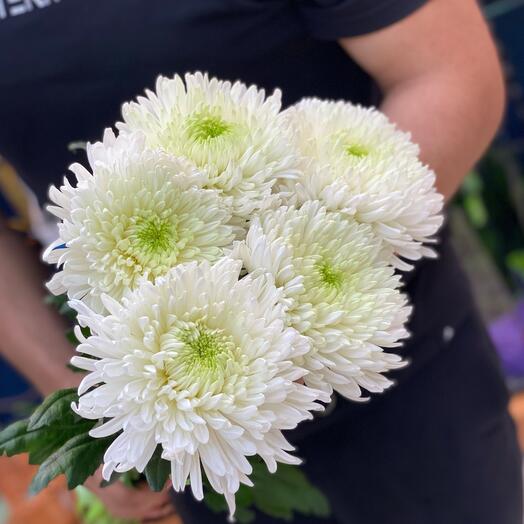 Bouquet of single-headed chrysanthemums