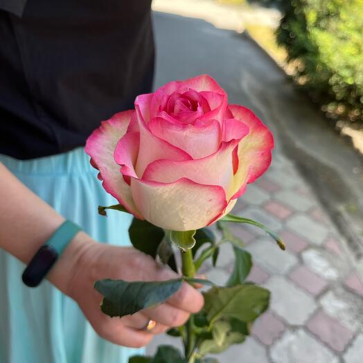 Роза Джумилия
