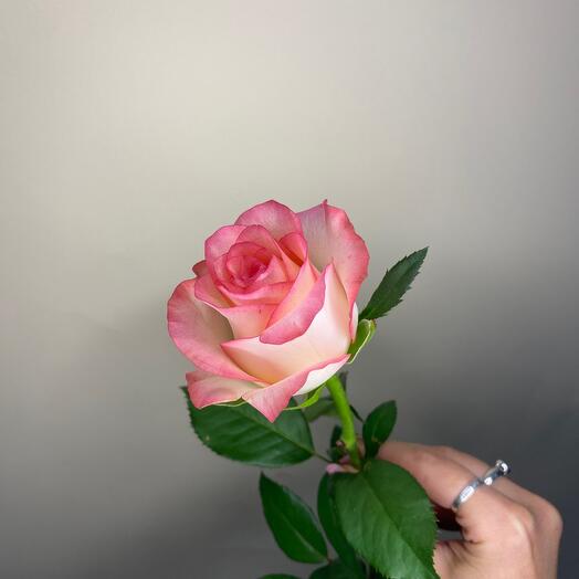Rosa Jumilia 50cm