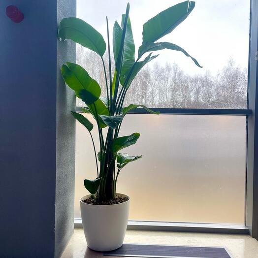 Strelitzia Nicolas in a white planter