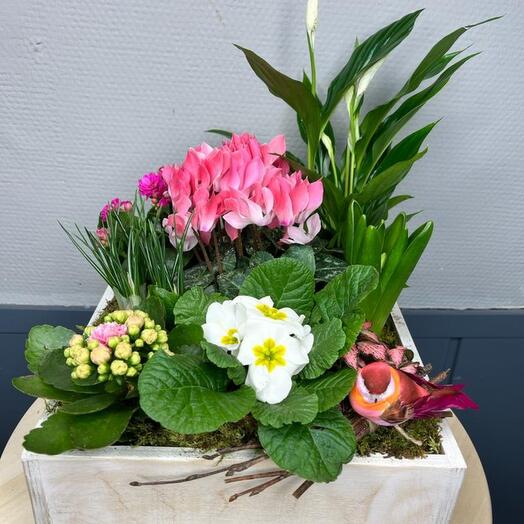 Spring box with bulbous, primrose and cyclamen