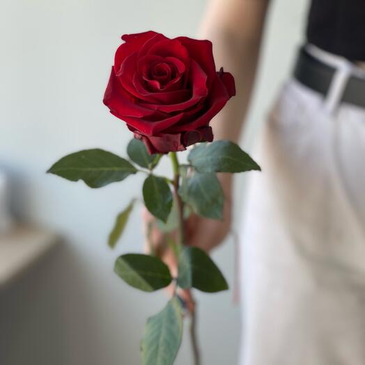 Red Rose "Explorer" 60cm