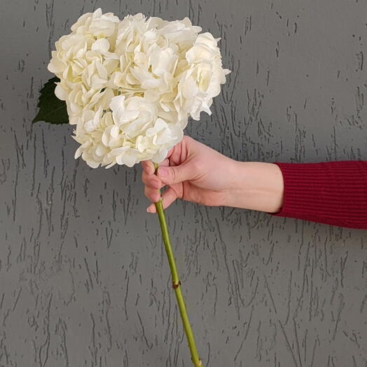 Гортензия белая