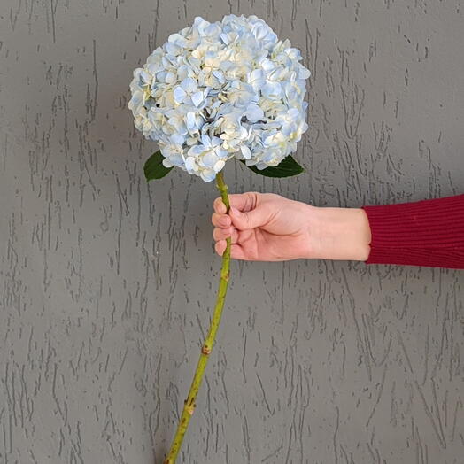 Гортензия голубая