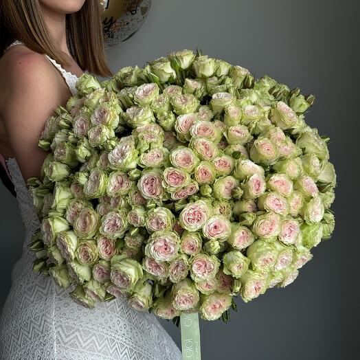 Blush Rose Bliss