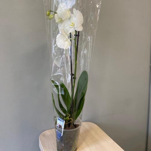 Phalaenopsis 🤍 🩷