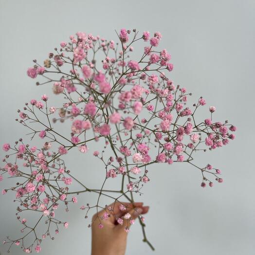 Gypsophila Kachim Gypsolyubka