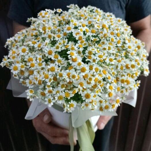 Ромашковое поле