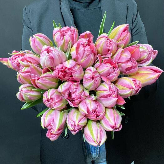 Beautiful tulips