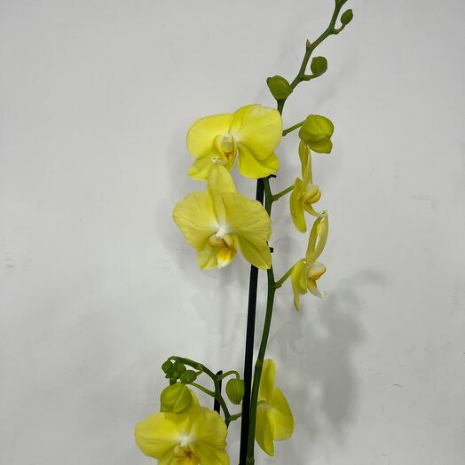 Orquidea amarilla