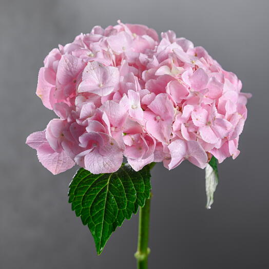 Hydrangea - Light Pink