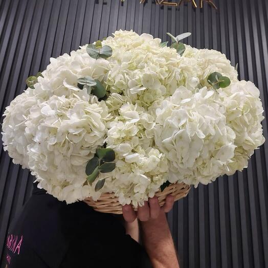 White Hydrangea