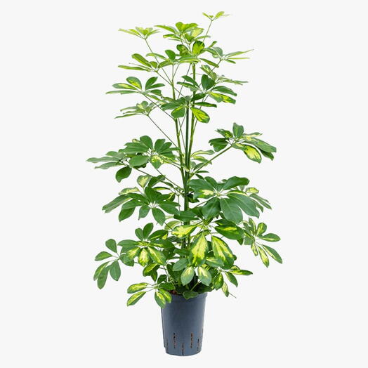 Schefflera Plant (Gold Capella, Dwarf umbrella tree)