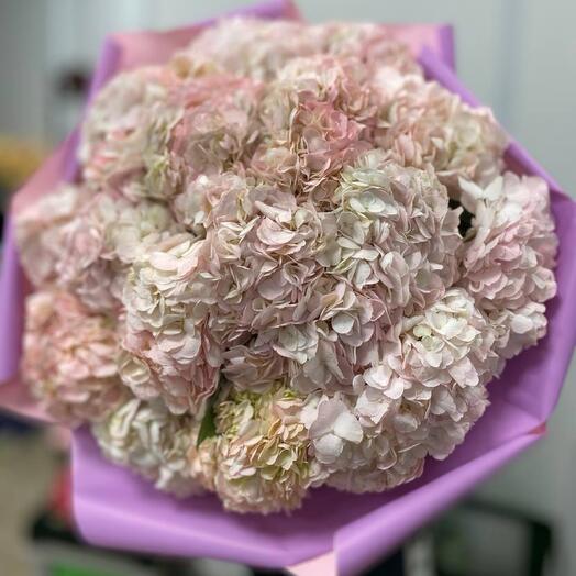 Букет из 25 розовых Гортензий