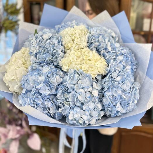 Букет гигант😍 моно из белых и голубых гортензий 🤍🦋