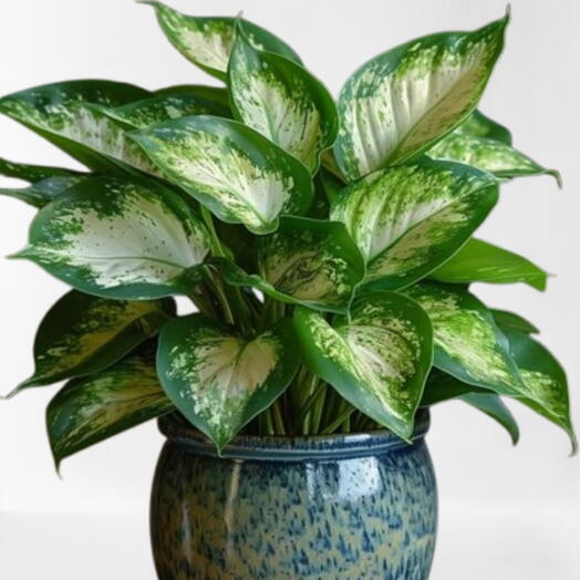 Dieffenbachia plant