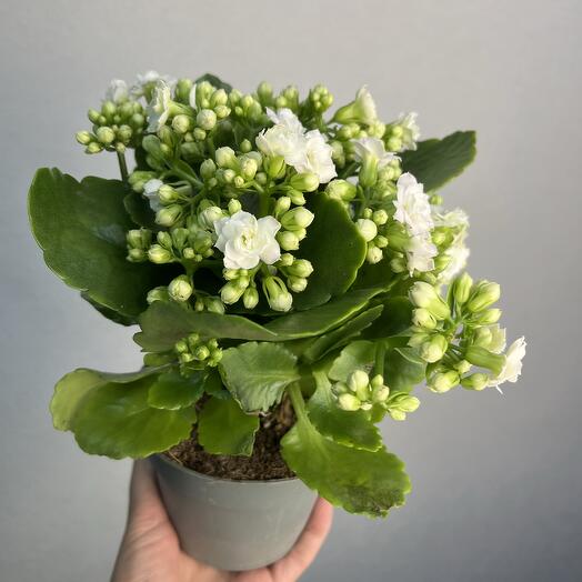 Каланхоэ белое