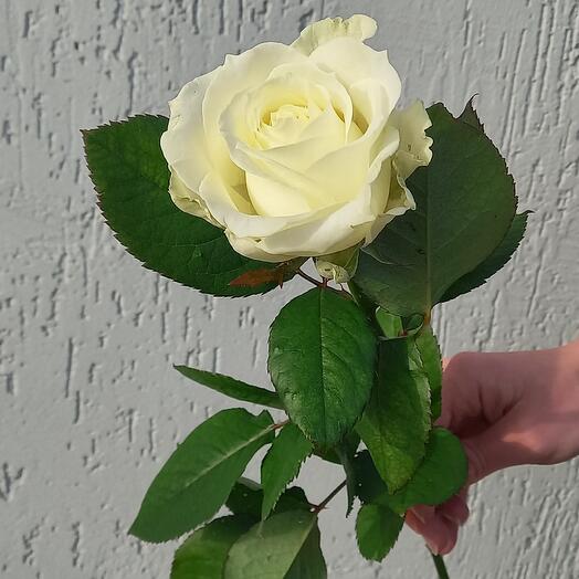 Роза Аваланж