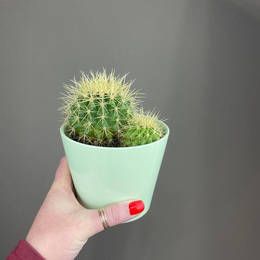 Кактус 😁 🤗🌵