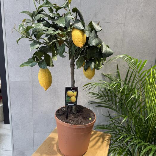 Лимон 🍋