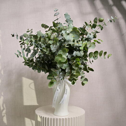 Fresh Eucalyptus Green Leaves in White Ceramic Pot
