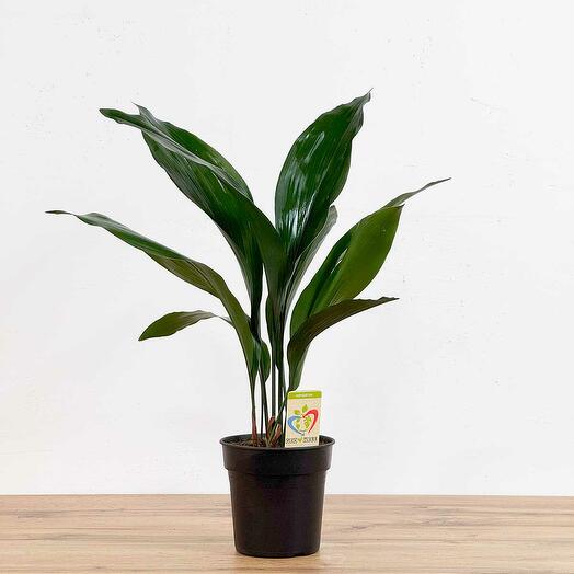 Аспидистра Элатиор