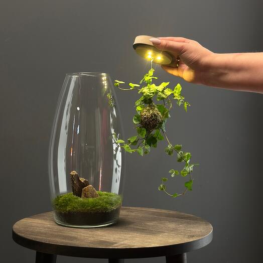 Флорариум с подсветкой в технике кокедама «Терра»