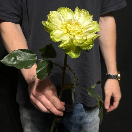 Роза «Вегги»