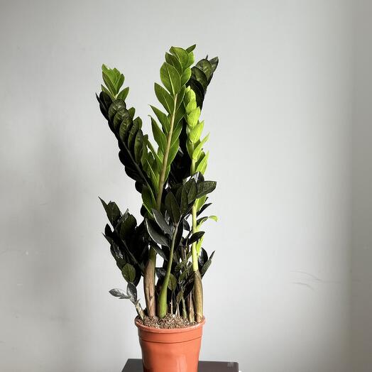 Замиокулькас равен D17