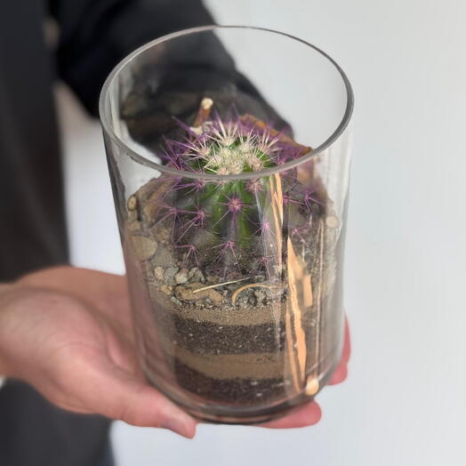 Эхинокактус в стекле