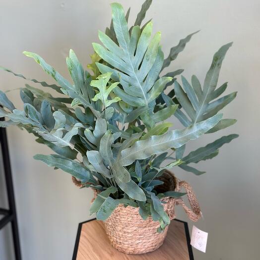 Флебодиум золотистый