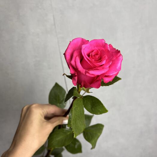 Роза розовая высокая