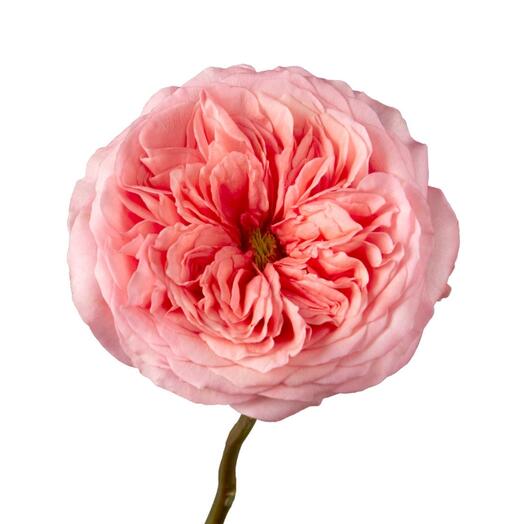 Pink X-Pression Garden Rose 🔥