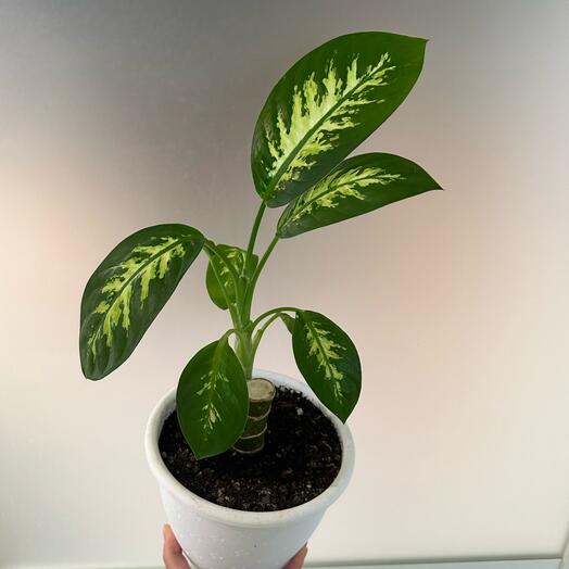 Диффенбахия пятнистая