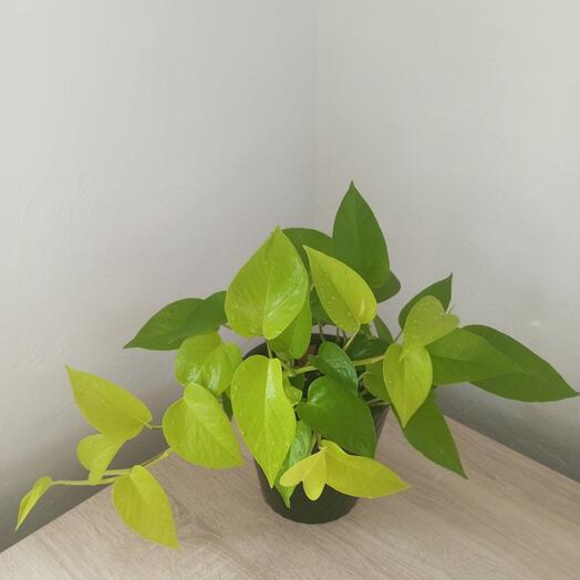 Эпипрениум Неон