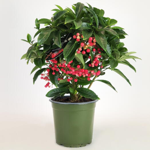 Ардизия (Рождественское дерево) D-14 см